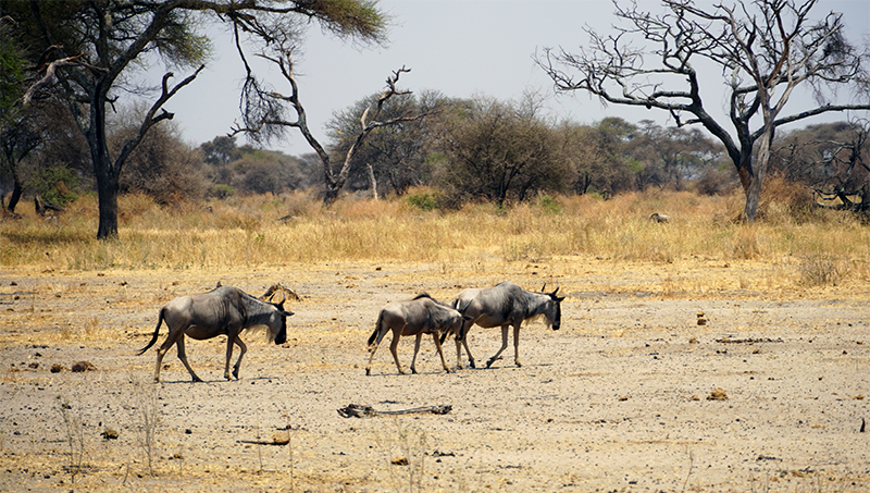 Tarangire, gnu